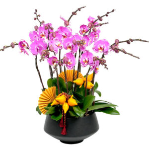 新年賀年蝴蝶蘭12枝